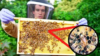 What is Beekeeping and How To Get Started?