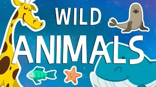 Learning about Wild Animals - Educational Videos in English | Little Smart Planet