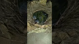 hasil ngebolang kali ini dapat anak burung pijantung gunung