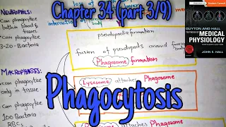 Phagocytosis chapter 34 (part 3) Guyton and Hall text book of physiology.