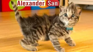 ПРИКЛЮЧЕНИЕ МАЛЕНЬКОГО КОТЕНКА мультик смешное видео для детей про котиков мультфильм