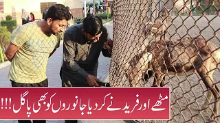 Mithay and Fareed Visited Lahore Zoo - Sajjad Jani Official