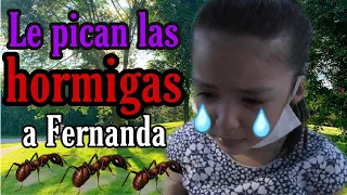 Le Pican las Hormigas a FERNANDA | hermanitas cardenas