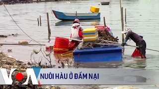 Nuôi hàu ở đầm Nại | VOA Tiếng Việt