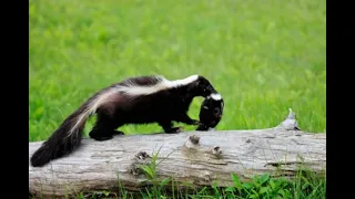 What Should You do if a Skunk is Under Your Shed?