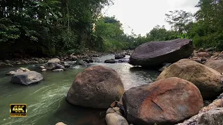 the soothing sound of river water with birds - the calming sound of birds chirping