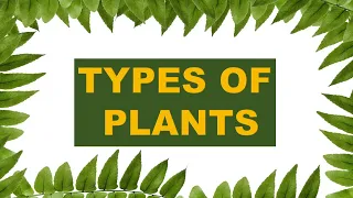 TYPES OF PLANTS | Types of Plants for Kids | Plants around us | Different types of Trees | nature