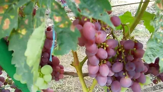 Мой виноградник 20 августа 2021 года