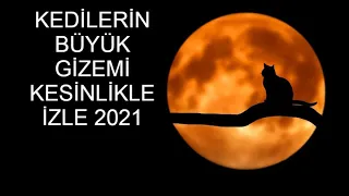 KEDİLERİN İSLAMDAKİ YERİ PEYGAMBER EFENDİMİZ NE DEDİ !  KESİNLİKLE İZLE 2021