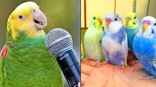 Smart And Funny Parrots Parrot Talking Videos Compilation (2023) - Cute Birds #1