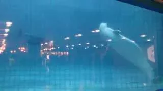 White whale in Moscow oceanarium at VDNKh