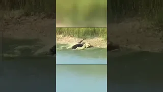 Крокодил Против Питона