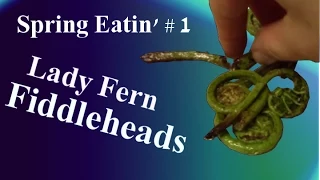 Lady Fern Fiddleheads - Spring Eatin'