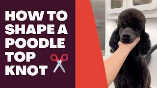 HOW TO SHAPE A POODLE TOP KNOT ✂️