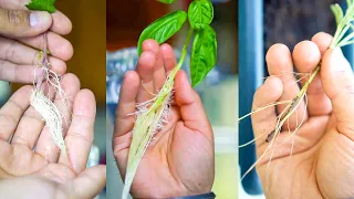 15 Plants You Can Grow from Cuttings