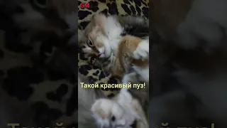 Самый красивый пузик в мире Кошка Марфа #shorts #funnycats