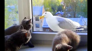 Котята разговаривают с чайкой