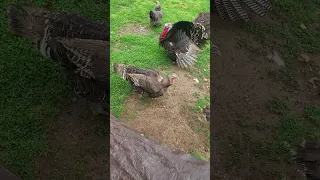 Turkey hens fight.