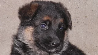 СМЕШНОЙ ЩЕНОК немецкой овчарки РЭЙ.  FUNNY German Shepherd puppy.