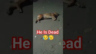 Dog is dead #animals #pet #zoo