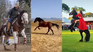 Horse TikToks That Went Viral! #19