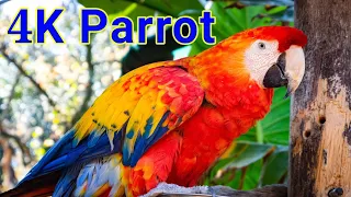 Talking Parrot Greeting Baby Parrot HDFemale Ringneck Talkin
