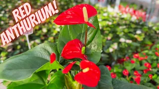 The World’s Longest Blooming Plant ‘’Anthurium’’ | How to Get Anthurium to Bloom? | Anthurium  Care