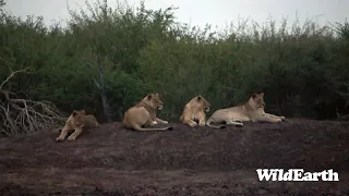 WildEarth - Sunrise Safari - 16 Mar 2023