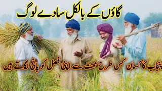 Incredible Traditional Village Life Pakistan |Wheat Harvesting with Oxen | Old Culture Punjab#viral