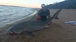 Big Bull Shark On Spin