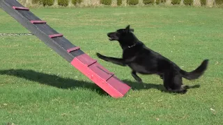 Kraftwerk K9 Black German Shepherd with exceptional obedience!