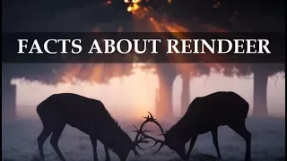 Reindeer 10 Fascinating Facts About These Amazing Creatures || Brain Feast ||