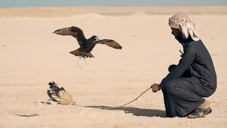 Saudi Arabia Falcon Club 2019