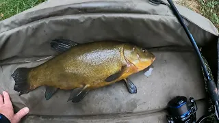 CRUCIAN CARP / TENCH AND RUDD ON THE FEEDER