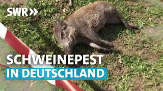 Klöckner will Bauern im Kampf gegen Schweinepest helfen | SWR Zur Sache Rheinland-Pfalz