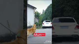 Anjing kasihan mencari pemiliknya 😭😭😭