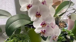 Цветение моих орхидей в начале апреля. ❤️ Часть 1