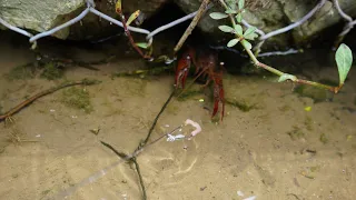 Fishing for eel and catching crayfish 😂#crawfish #farming