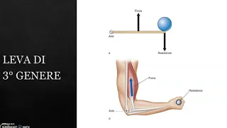 biomeccanica: le leve e il corpo umano