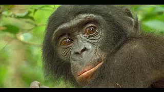 From The Heart of the Jungle - BONOBOS