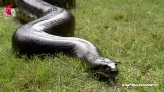 Can an anaconda swallow a man alive? | David Attenborough's Natural Curiosities | Watch