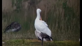 Lepelaar op De Grote Klotteraard in TVG. Via #digiscoping (+150 m ver) Donderdag 2 mei 2024.