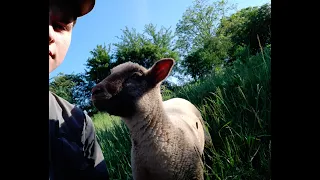 Curage de la bergerie avec un ensemble assez spécial  je vous laisse le découvrir