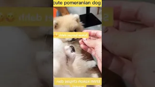 tik tok chó phốc sóc mini 😍 funny and cute pomeranian video/pomeranian dog #DOGS #pomeranian #411