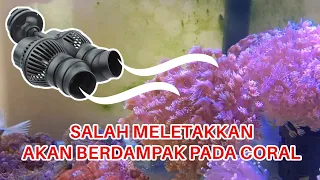 WAJIB TAU!! PENEMPATAN CORAL DI AQUARIUM