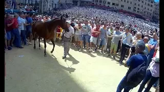 Montone - Palio di Siena Tratta cavalli agosto 2017