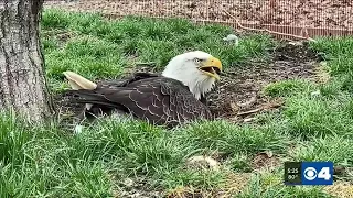 Male eagle tries to hatch rock baby at local bird sanctuary, story goes viral