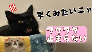 おしゃべりな黒猫モカちゃん。感情表現豊かで可愛すぎた😽💕　490話