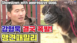 [ENG SUB] Showdown with 'aggressive dog family' [Dogs are incredible][It like a Cesar`s show]