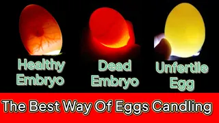 Egg candling | Egg candling from day 1 to 21 | Candling chicken eggs | How to check egg is fertile |